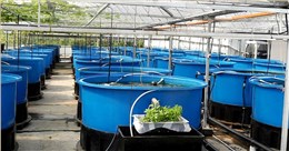 水产养殖方箱应用案例