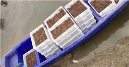 虾苗筐-塑料渔船应用案例